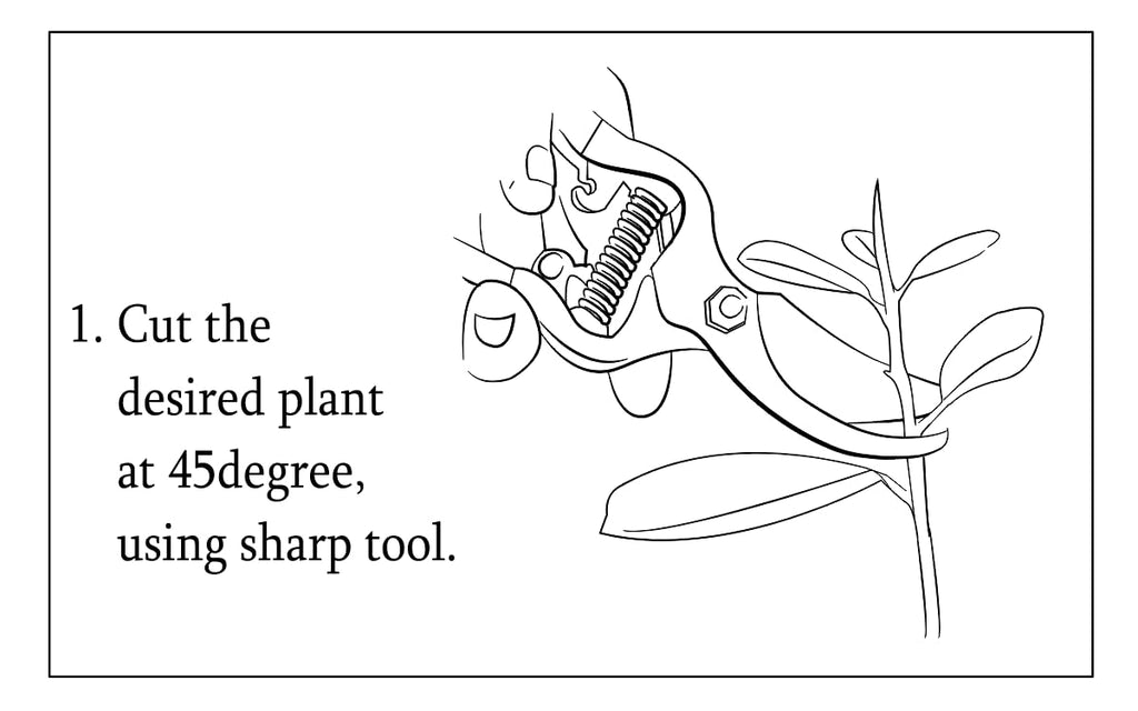 Capilar rooting hormone product detail image