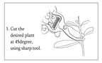 Capilar rooting hormone product detail image