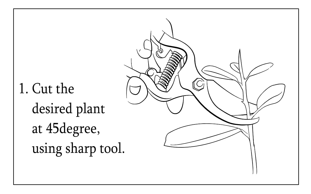 Capilar rooting hormone product detail image