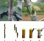 Grafting tape detail image